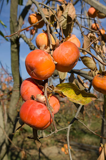 Fuyu persimmons – zdjęcie