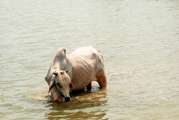 Vache blanc - Photo