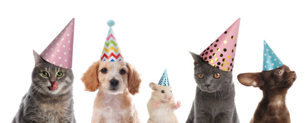 istock Cute pets with party hats on white background, collage. Banner design 1448742233