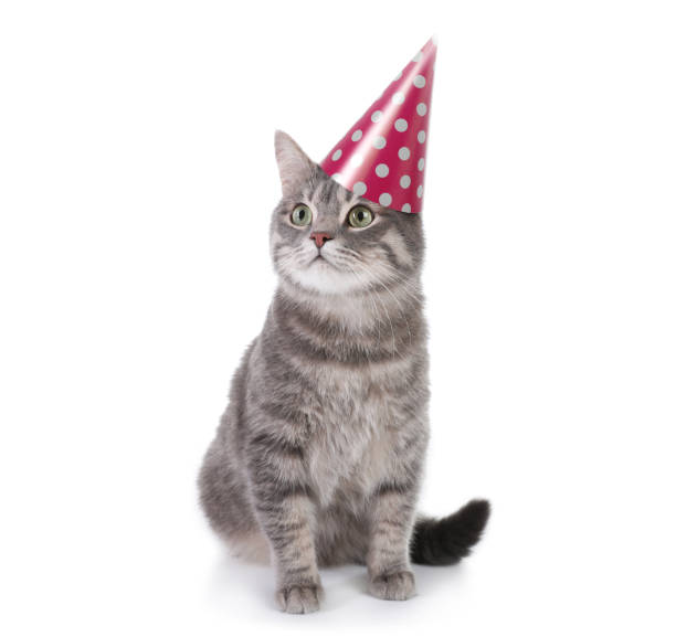 istock Gray tabby cat with party hat on white background 1448742613