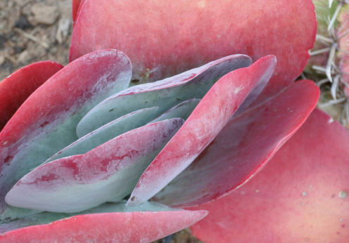 Succulent Plant closeup