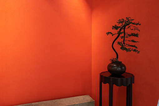 Bonsai with light shining on a red wall