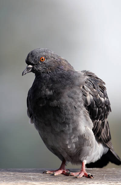 istock Portrait of a pigeon 144874510