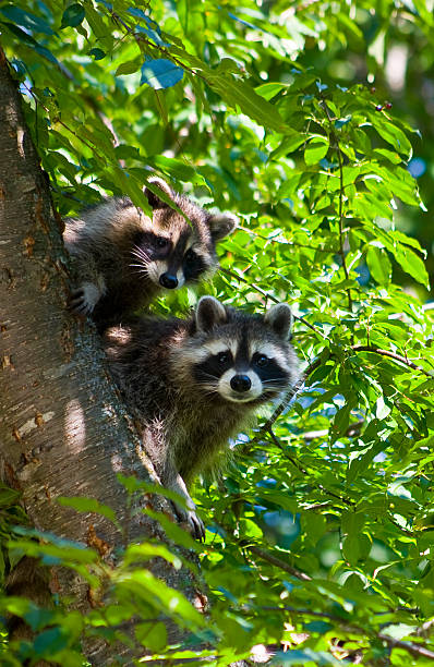 istock Pair of Bandits 144874535
