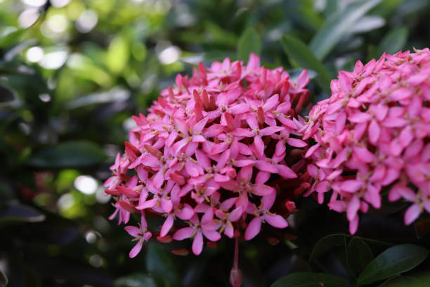 istock pink  ixora flowers in garden (select focus) 1448745810