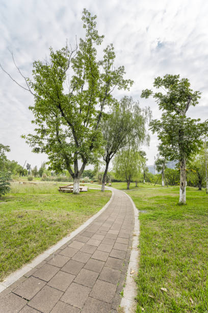 istock Urban trees in sunny days 1448746029