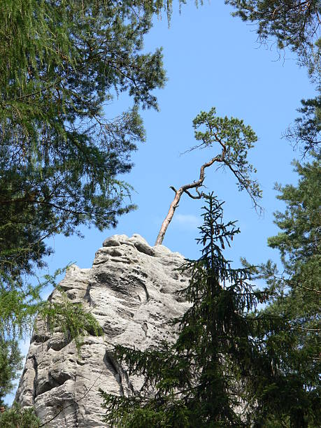 arbre sur rocher - beautiful tree day rock photos et images de collection