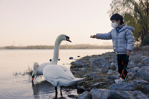A little boy with a mask is feeding swans by the lake