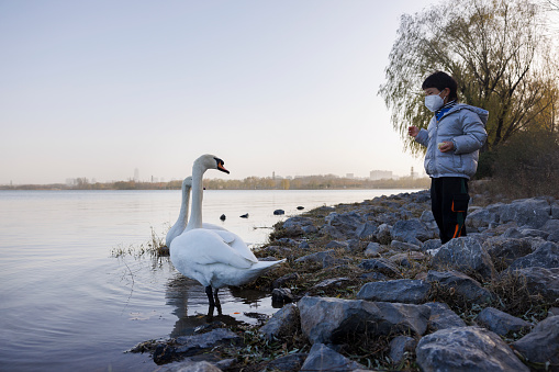 A little boy with a mask is feeding swans by the lake