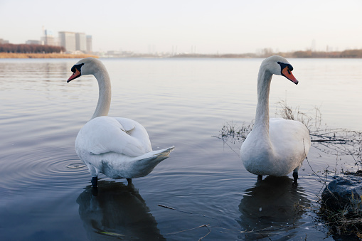 Two swans cruising by the lake