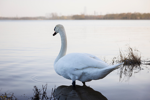 Bright macro photo of a beautiful white swan in a blue pond