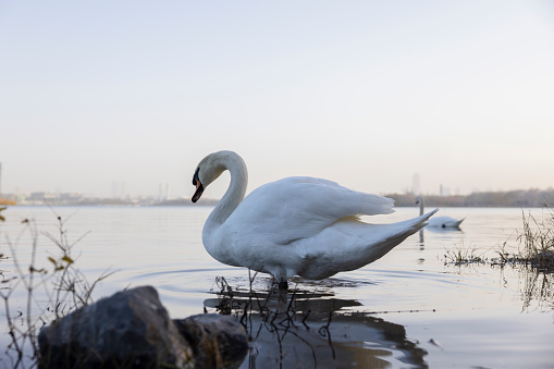 two white swans on blue lake, empty space for text, concept love, romanticism or valentine day