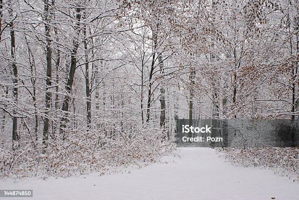 Winter Forest Stock Photo - Download Image Now - Backgrounds, Beauty, Blizzard