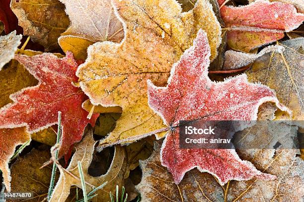 まずフロスト - 霜のストックフォトや画像を多数ご用意 - 霜, 葉, 秋