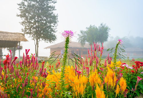 Nature colorful flowers in the mist, Pai, Mae Hong son in North Thailand.