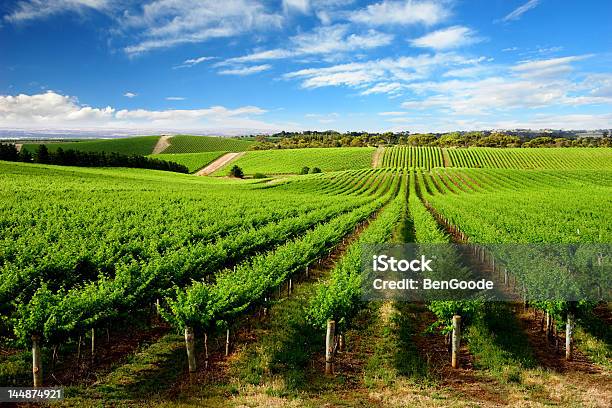 Ein Tree Hill Vineyard Stockfoto und mehr Bilder von Weinberg - Weinberg, Australien, Landschaft