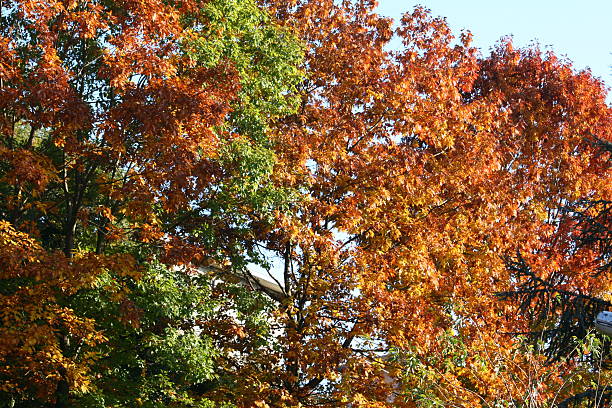 red autumn leaves stock photo