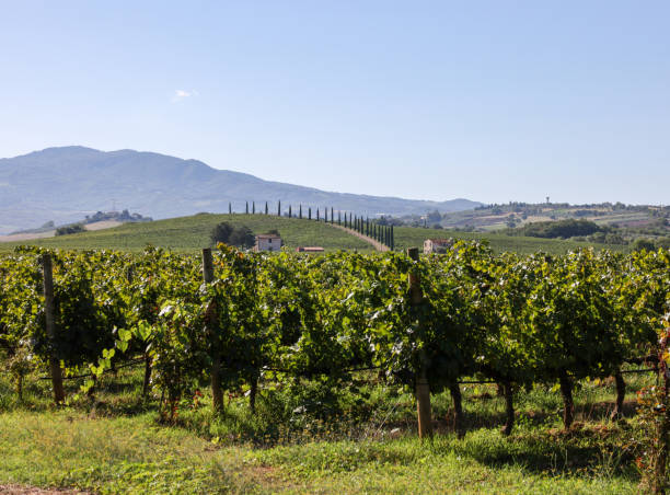 istock The rural landscape near Pienza 1448752233