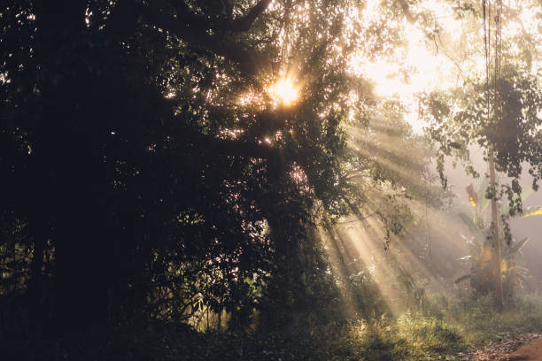 istock Morning at sunrise Sun rays through branches of trees 1448752893