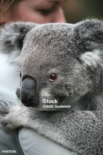 Sleepy Koala Stock Photo - Download Image Now - Koala, Fire - Natural Phenomenon, Australia