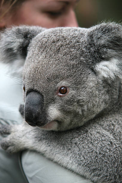 coala sonolento - koala bear animals in the wild perching - fotografias e filmes do acervo