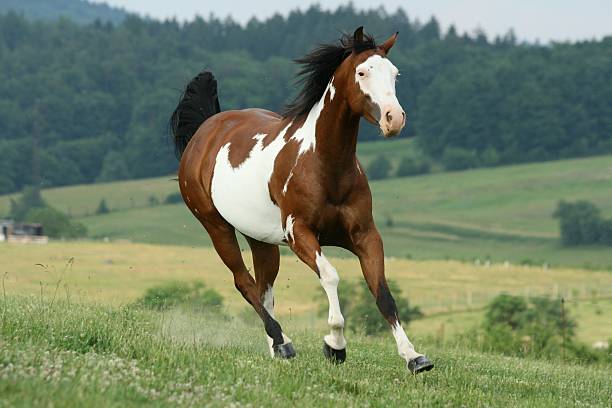 Paint Horse stock photo