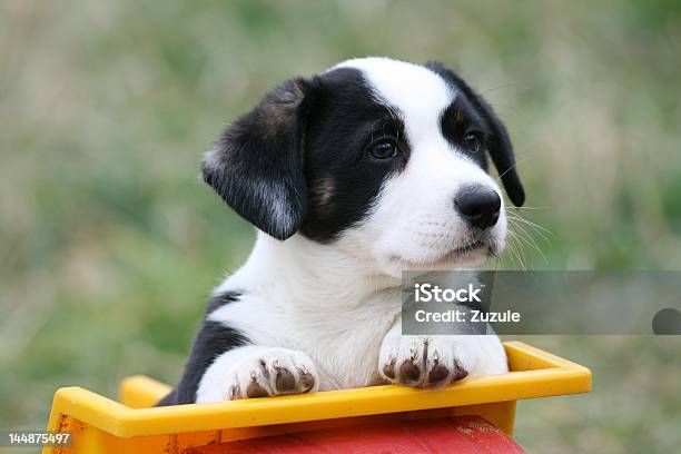 Welsh Corgi Pembroke Cardigan Stockfoto und mehr Bilder von Fotografie - Fotografie, Haustier, Horizontal