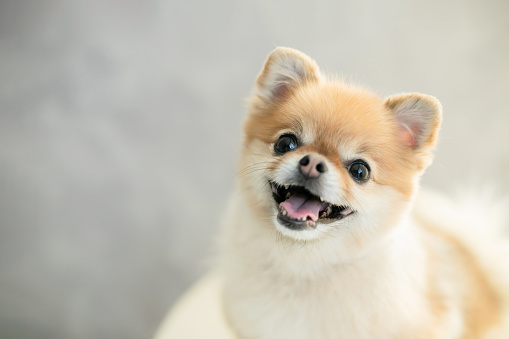 The beautiful Pomeranian is illuminated by the sun. The dog stuck out his tongue and happily looks to the right. Portrait. Close-up.