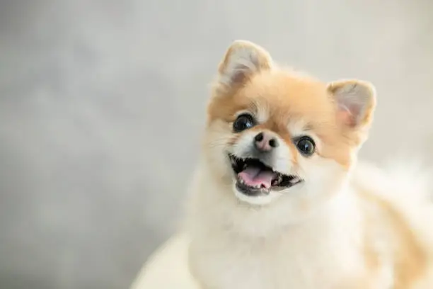 dog, pomeranian, pet, small dog, brown, cute