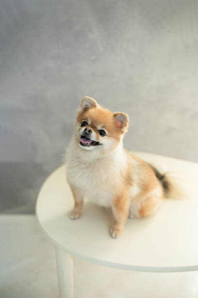 istock Pomeranian, cute pet dog. 1448755523