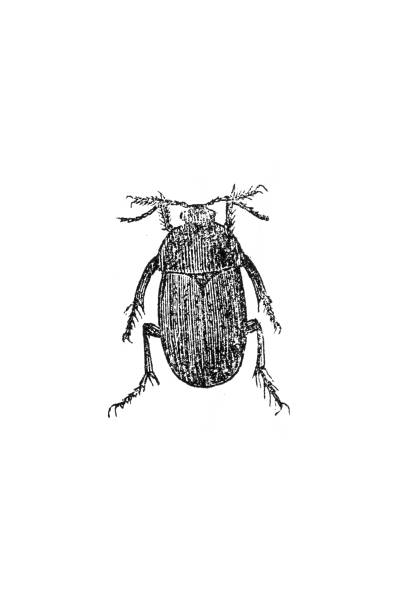 Silphidae is a family of beetles that are known commonly as large carrion beetles, carrion beetles or burying beetles Silphidae is a family of beetles that are known commonly as large carrion beetles, carrion beetles or burying beetles beetle silphidae stock illustrations