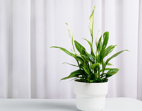 Spathiphyllum wallisii in a  big white pot in a home interior against the background of curtains