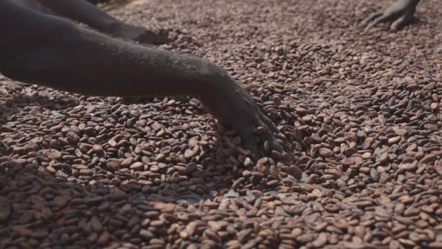 Farmers stirring dried cocoa beans or seeds from Ghana, Africa