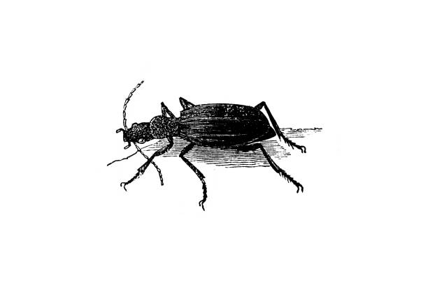 Bombardier beetle Bombardier beetle ground beetle stock illustrations