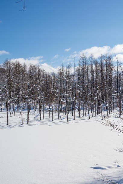 istock Snow-covered winter blue pond in Biei with blue sky 1448756973