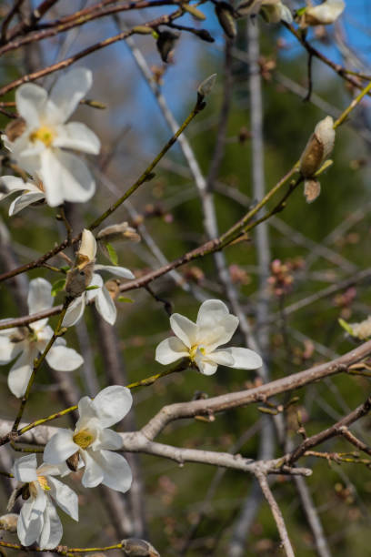istock Magnolia kobus flowers in the spring field 1448757080