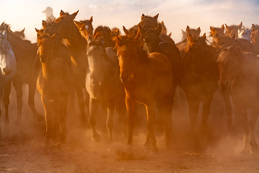 Wild Horses / Jades. Horses running and kicking up dust. Yılkı horses in Kayseri Turkey are wild horses with no owners.