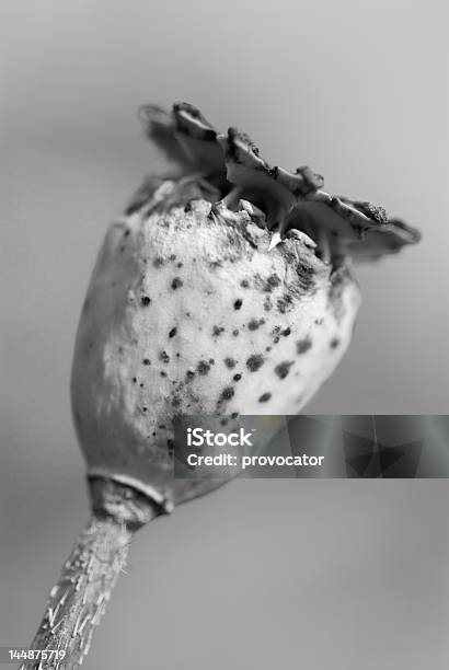 Poppy Kopf In Weicher Fokus Schwarzweiß Stockfoto und mehr Bilder von Agrarbetrieb - Agrarbetrieb, Ausgedörrt, Blume