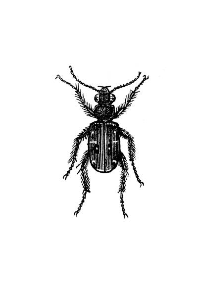 cicindela campestris, commonly called the green tiger beetle - 班蝥 幅插畫檔、美工圖案、卡通及圖標
