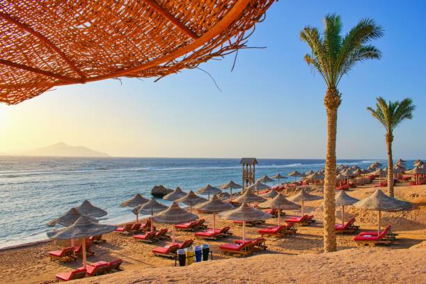 spiaggia idilliaca con palme e sole umbrelas, mar rosso, egitto - nobody africa summer tourist resort foto e immagini stock
