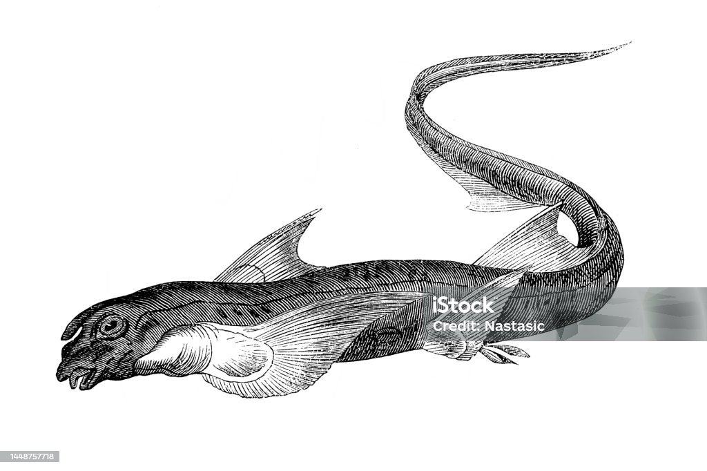 Ilustración de Conejo Pescado Quimera Monstrosa y más Vectores Libres de Derechos de Pez - Pez, Quimera, Agua - iStock Ilustración de Conejo Pescado Quimera Monstrosa y más Vectores Libres de Derechos de Pez - Pez, Quimera, Agua - iStock