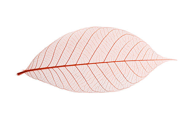 스켈레톤 잎 - skeleton leaf 뉴스 사진 이미지
