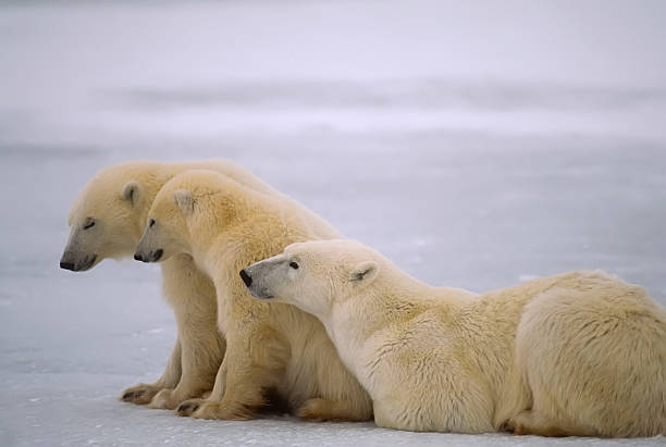 istock Polar bear with her sleepy yearling cubs 144876000