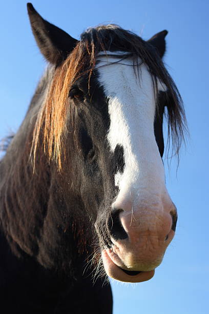 Beautiful shire or draft horses head against a clear blue sky just waiting for a caption!