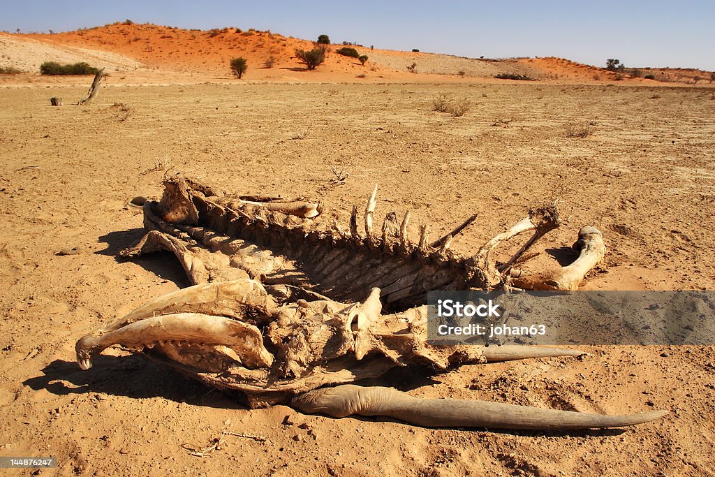 Éland Skeleton - Photo de Afrique libre de droits