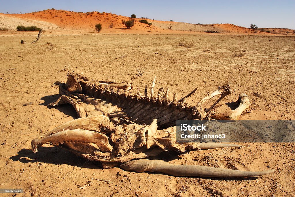 Eland Skeleton - Foto stock royalty-free di Africa