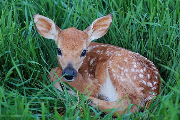 Young Spotted Fawn Small fawn curled up in the grass. fawn young deer stock pictures, royalty-free photos & images