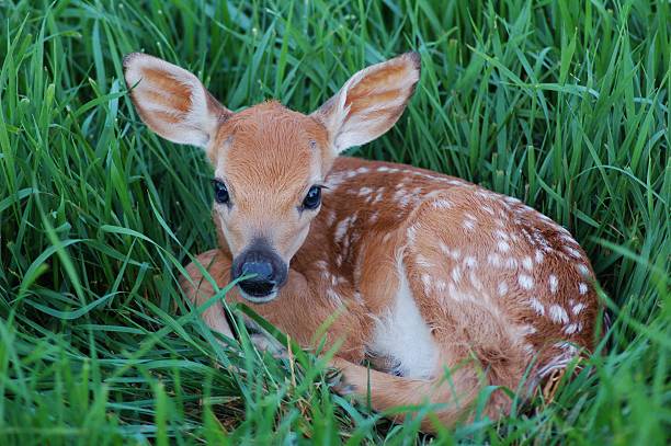 Young Spotted Fawn Small fawn curled up in the grass. white tail deer stock pictures, royalty-free photos & images