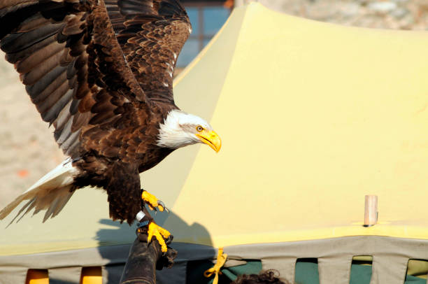 a bald eagle, a predatory bird or bird of prey