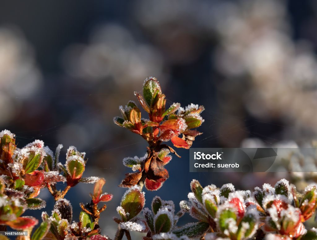 Azalea with Frost Azalea shrub in sunshine with heavy frost on red and gold foliage. Azalea Stock Photo